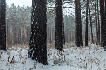 a cloudy day in the woods during snowfall in Siberia