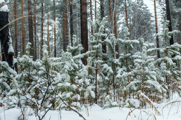 a growth of pine trees in the woods in snowfall in winter