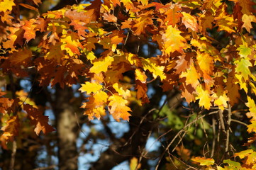 autumn leaves on tree