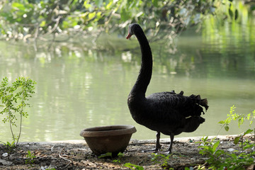 Black swan © zatletic
