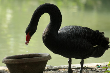 Black swan © zatletic