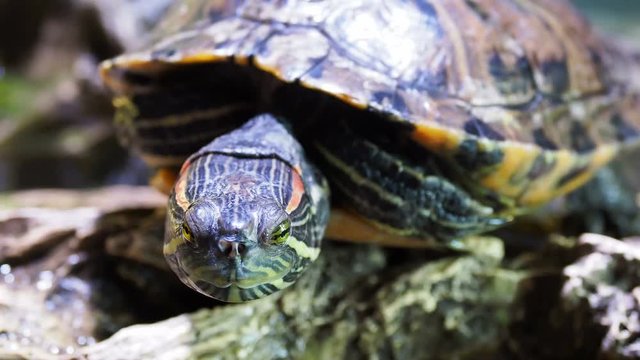 Pond slider, Trachemys scripta, common medium-sized semi-aquatic turtle. Red-eared turtles.