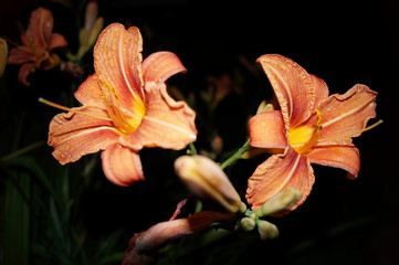 orange lily on black background