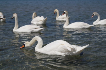 Obraz premium two swans on the lake