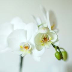 Fototapeta na wymiar white orchid blooming with flowers and buds in a pot at home