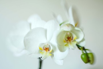 Naklejka na ściany i meble white orchid blooming with flowers and buds in a pot at home