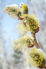 Goat willow buds under the snow in spring in Siberia