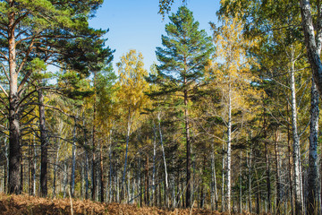 in the golden woods in autumn in Siberia