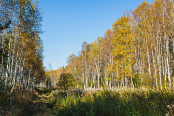 Fototapeta premium a road in the forest in autumn in Siberia