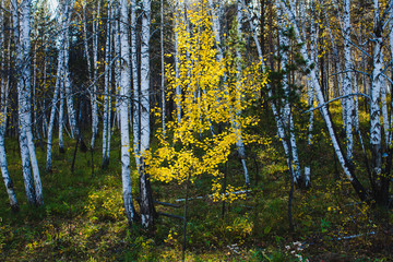 Obraz premium the gold of aspen leavess in the woods in autumn in Siberia