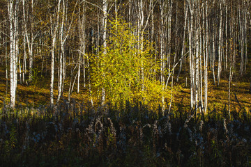 in the golden woods in autumn in Siberia