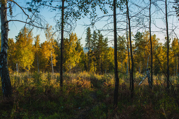 a path in the forest in autumn in Siberia