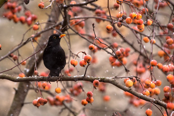 Male common blackbird sitting on the tree in the snow