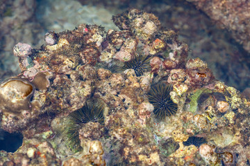 a backwater with sea urchins on the rocks of the Kata beach of the Phuket island of Thailand