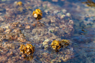 a backwater with seaweeds on the rocks of the Kata beach of the Phuket island of Thailand