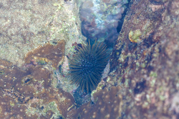 Naklejka na ściany i meble a backwater with a sea urchin on the rocks of the Kata beach of the Phuket island of Thailand