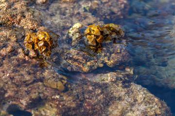 a backwater with seaweeds on the rocks of the Kata beach of the Phuket island of Thailand