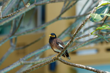 A curious bird om a branch at the swimming pool in a hotel on Phuket island