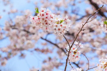 Fototapeta premium Beautiful sakura cherry blossom in Ueno park, spring season at Tokyo, Japan