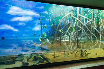 a model of mangrove forest in the oceanarium of Phuket