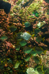 Fototapeta na wymiar a shoal of piranhas in an aquarium