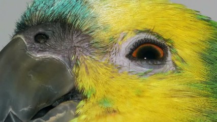 Baby amazon parrot 