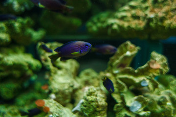 Fototapeta na wymiar a blue fishes in an aquarium