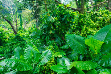 in thai jungles in a sunny weather
