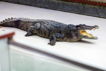 a crocodile during a performance at the crocodile farm in Thailand