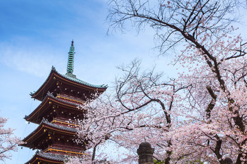 Beautiful sakura cherry blossom in Ueno park, spring season at Tokyo, Japan