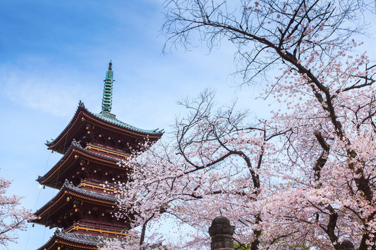 Beautiful sakura cherry blossom in Ueno park, spring season at Tokyo, Japan