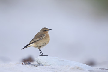 A close-up of a northern wheatear (Oenanthe oenanthe) foraging on the beach of Heligoland. Foraging on white coloured sand with red stones and twigs.