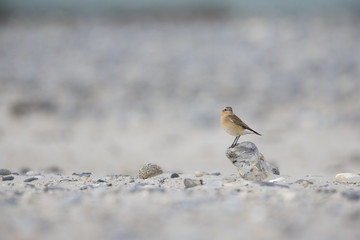 A northern wheatear (Oenanthe oenanthe) foraging on the beach of Heligoland. White coloured sand with dark stones and twigs