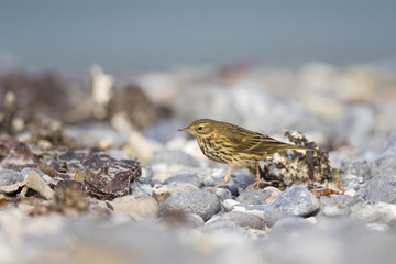 A close-up of a meadow pipit (Anthus pratensis) foraging on the beach of Heligoland. Hunting between stones and twigs.