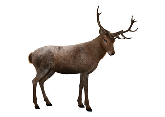 3D Rendering Male Deer on White