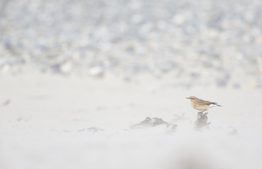 A northern wheatear (Oenanthe oenanthe) foraging in a sandstorm on the beach of Heligoland. White coloured sand with dark stones and twigs