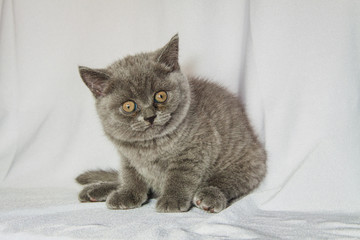Fototapeta premium british blue kitten at a white curtain