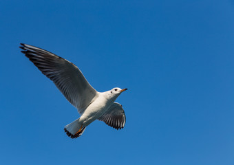 A large sea gull soars against the sky in Istanbul, Turkey
