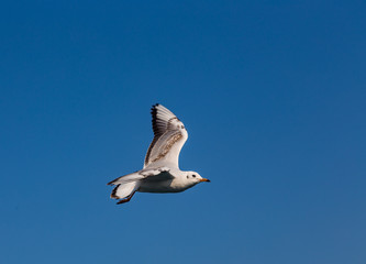 A large sea gull soars against the sky in Istanbul, Turkey