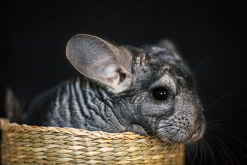 grey chinchilla sitting in a wicker straw basket