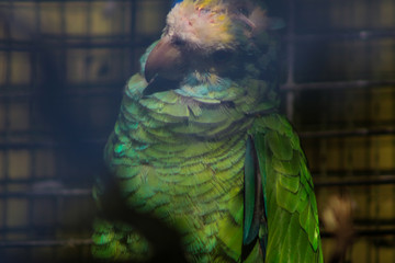 Parakeet
