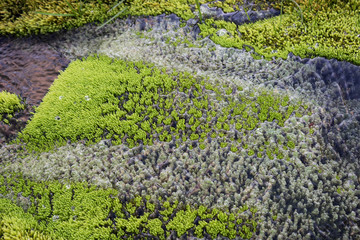 Moss and water in Iceland