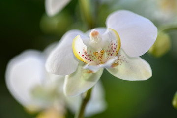 Orchidee Makro