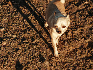 Mascotas desierto