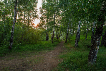 a path through a birch grove in summer at sunrise