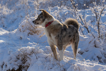 The alpha male of the Australian Shepherd  dominates the winter forest. The predator controls its...