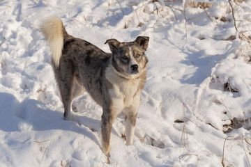 The alpha male of the Australian Shepherd  dominates the winter forest. The predator controls its...