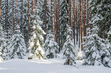 Firs and pines in the forest after snowfall