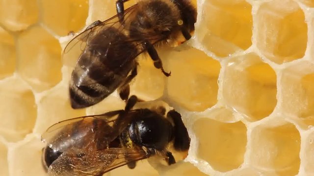 Bees take nectar from honeycomb to transform it into honey.
