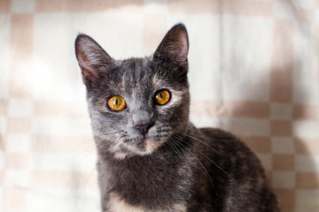 British cat on a sofa